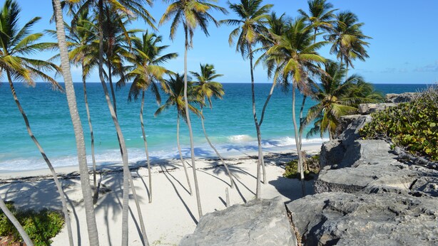 Une plage bordée de palmiers et d’une côte rocheuse.