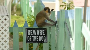 Un singe perché sur une clôture, à côté d’un panneau sur lequel on peut lire : « ATTENTION, CHIEN ».