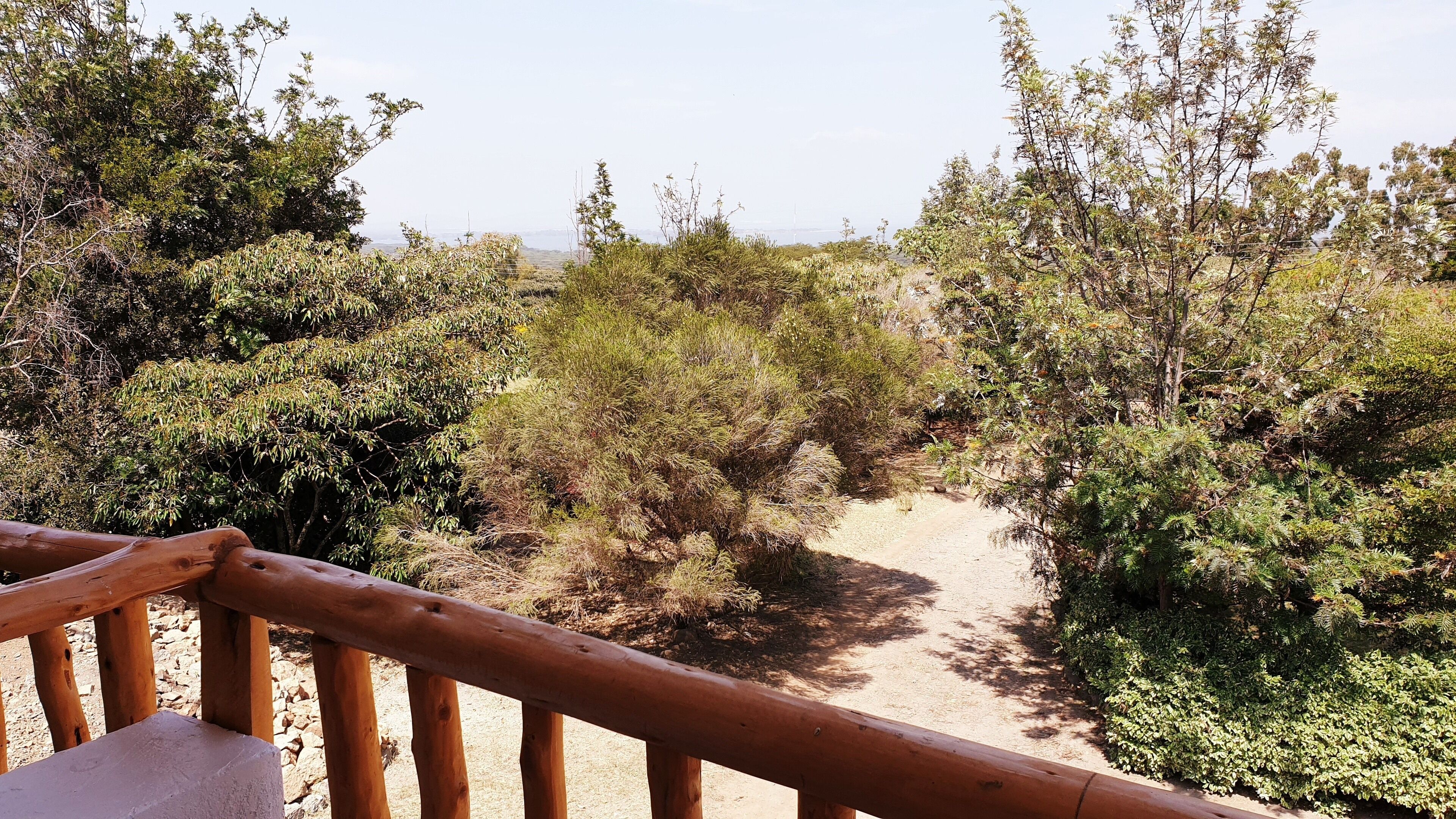 A wooden deck with a dirt path leading through dense shrubbery.