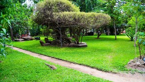 Un jardín bien cuidado con un sendero despejado, arbustos recortados y diversas especies de árboles.