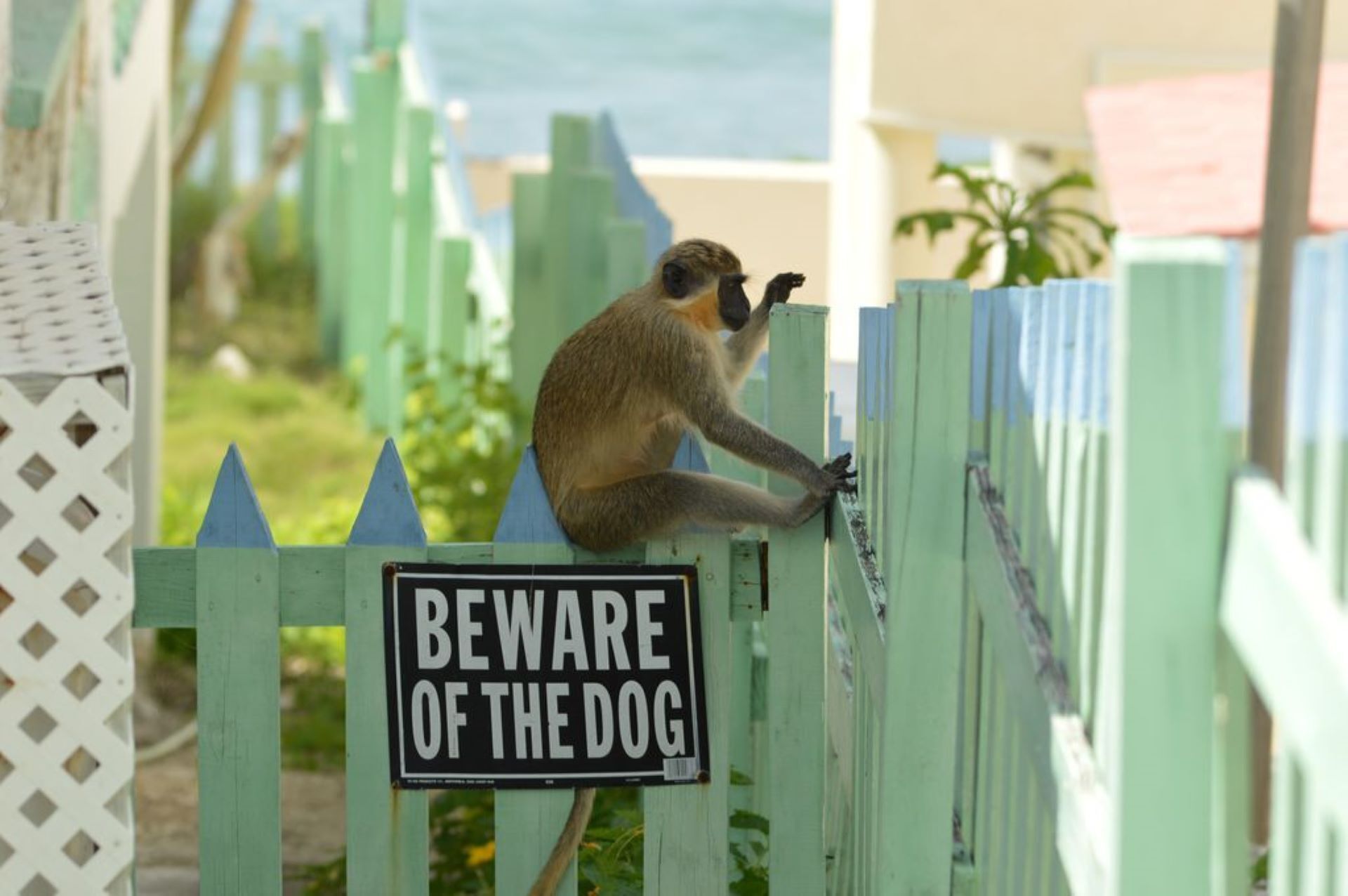 Un singe perché sur une clôture, à côté d’un panneau sur lequel on peut lire : « ATTENTION, CHIEN ».