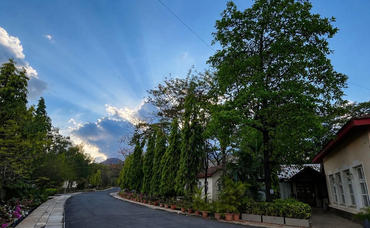 Una strada residenziale fiancheggiata da alberi e case.