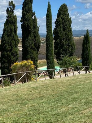 A grassy area with tall cypress trees and a wooden fence.