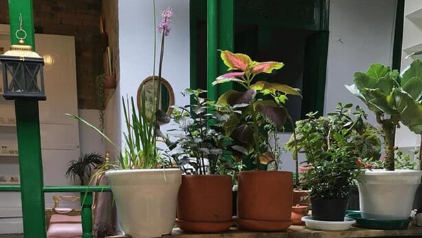 A table with various food dishes and potted plants. - vrinda wasi 108 (Lamay)