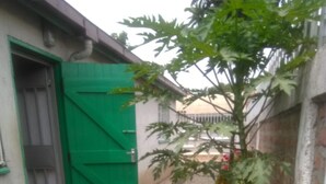 A narrow alleyway with a green gate, a potted plant, and a small tree. - Murbs Hostel (Kisumu)