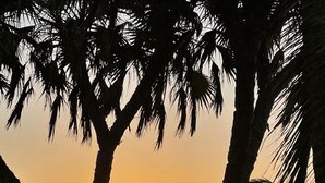 A sunset view with palm trees and a beach.