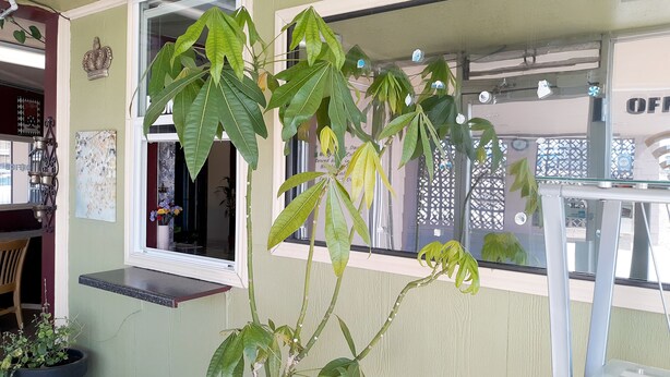 Una habitación con ventana, una planta en maceta y una mesita.