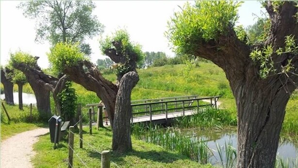 Ein Weg führt zu einer Holzbrücke über ein Gewässer, umgeben von Bäumen mit dicken Stämmen und üppiger Vegetation.