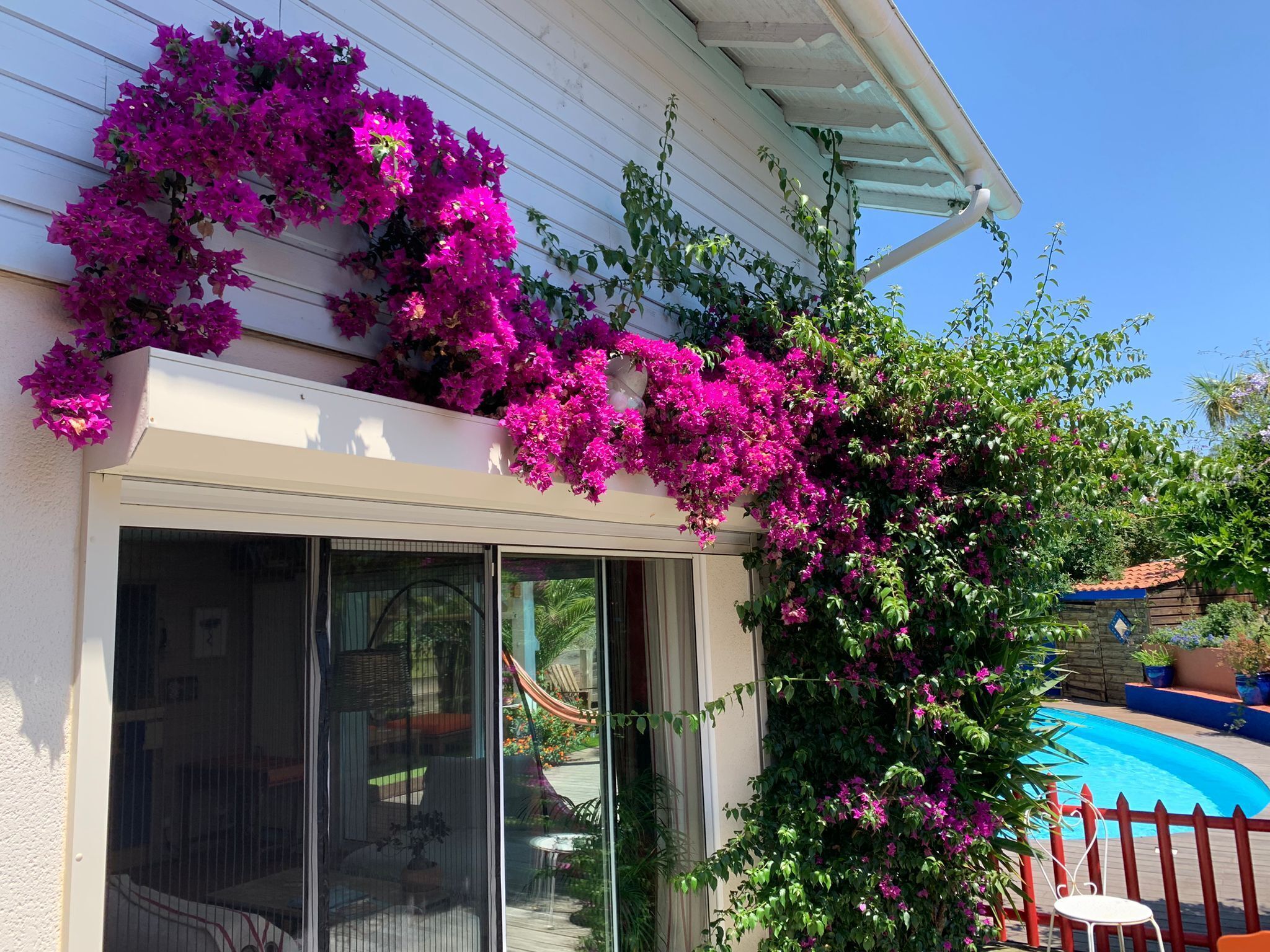 A house with a sliding glass door, a pool, and vibrant pink bougainvillea flowers climbing the exterior wall.