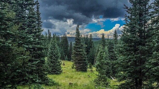 A forested landscape with dense evergreen trees and a grassy meadow. - Arrowhead Mountain Lodge (Cimarron)