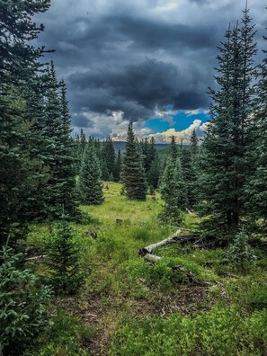 A forested landscape with dense evergreen trees and a grassy meadow. - Arrowhead Mountain Lodge (Cimarron)