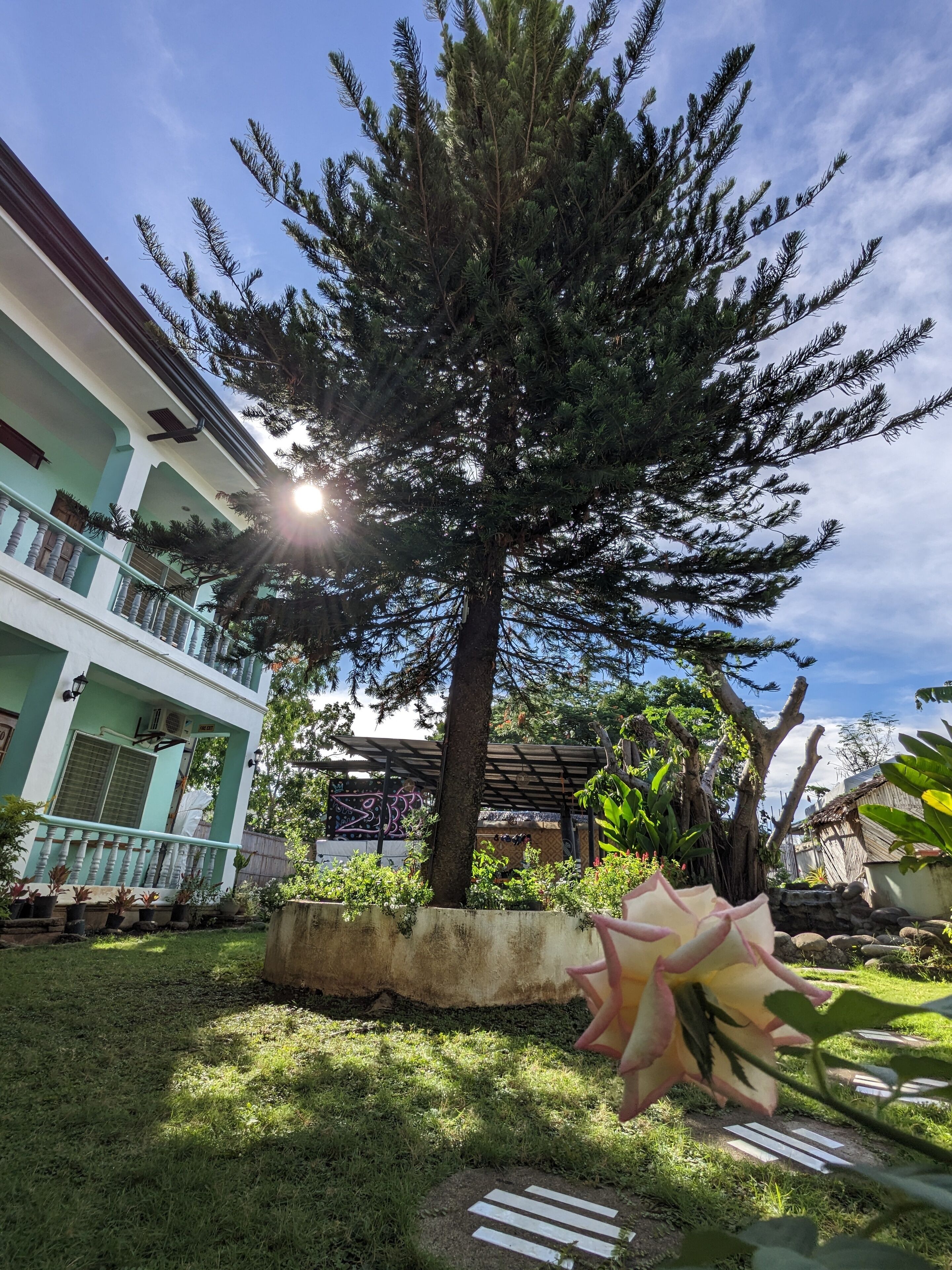 A large tree in a courtyard with a building in the background.