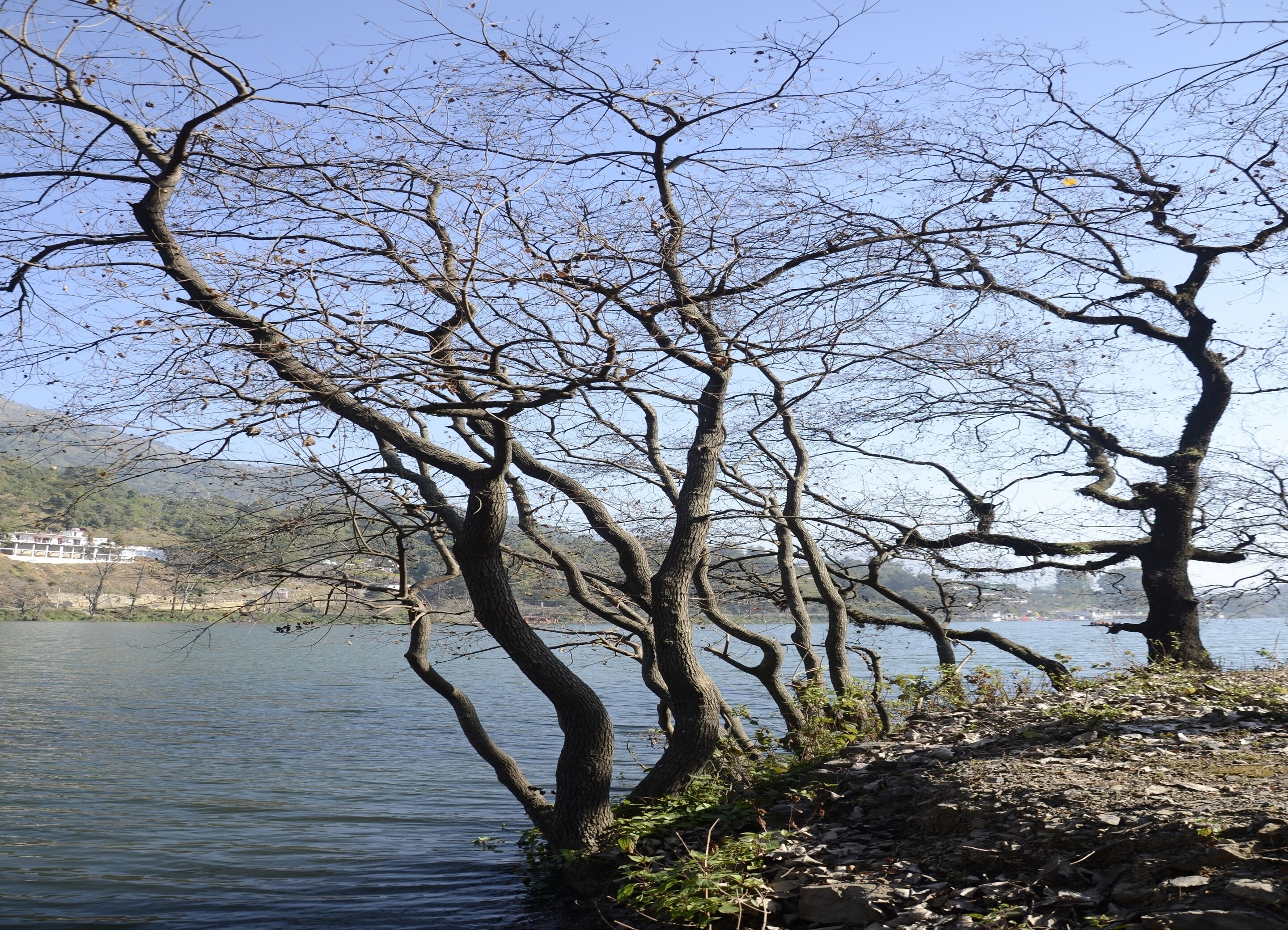 A lakeside view with leafless trees and a rocky shoreline.