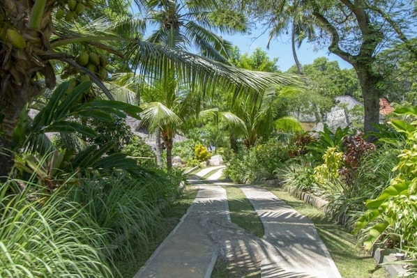 A garden pathway with palm trees and tropical plants.