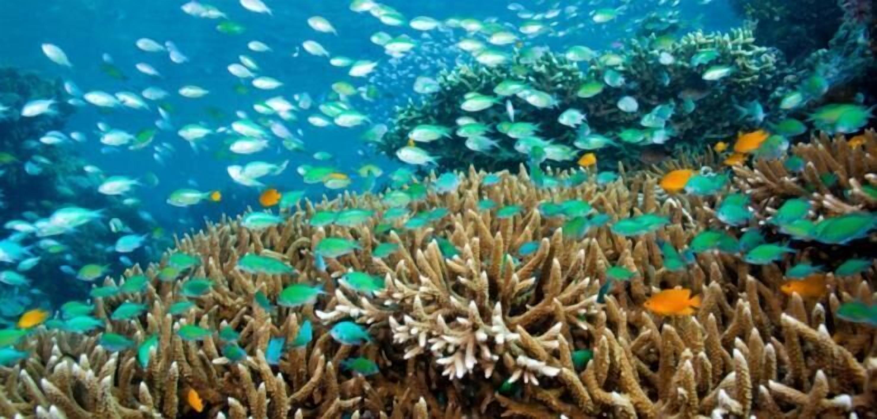 An underwater scene with a coral reef and a school of fish.