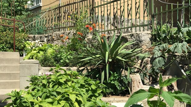 En have med forskellige planter og en stenvæg.