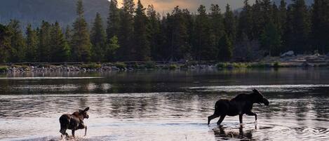 Two horses in a river with a forest and mountains in the background.
