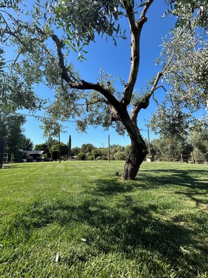 A tree with a thick trunk and sparse foliage in a grassy area. - Agriturismo La Quercia (Scansano)