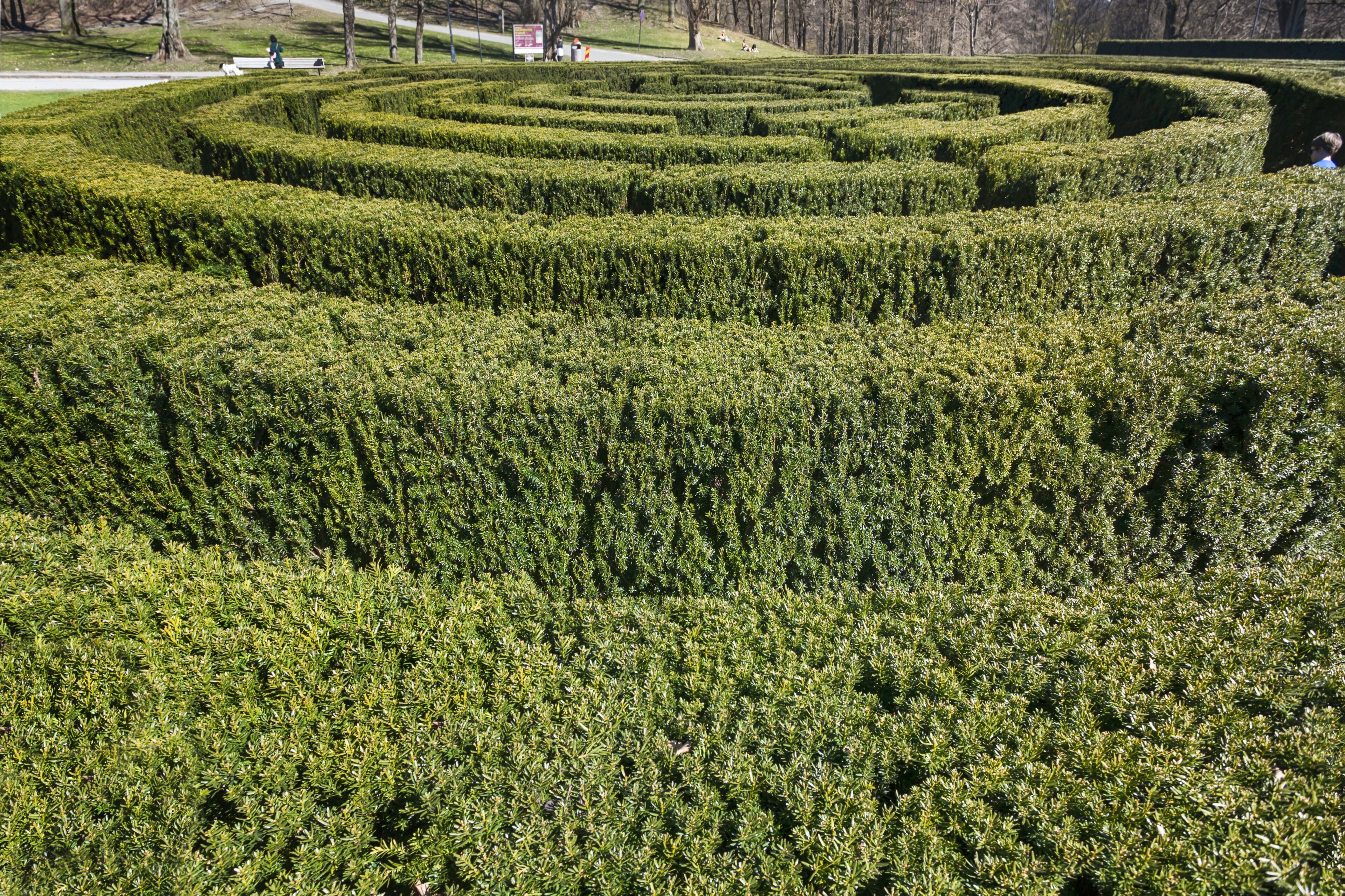A well-maintained hedge maze with clear pathways and no visible amenities or architectural features.