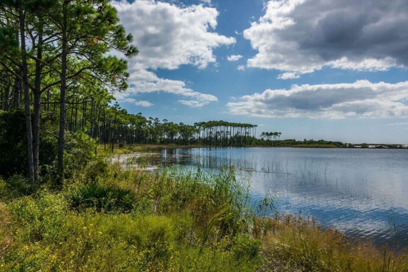A serene lakeside view with tall pine trees and a clear sky.