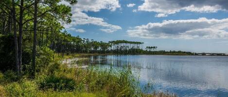 A serene lakeside view with tall pine trees and a clear sky.