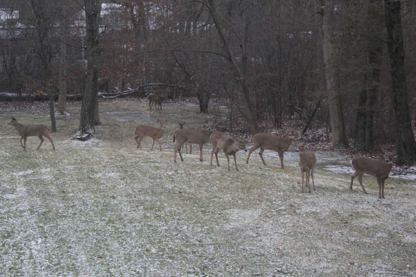 A group of deer in a forested area with snow on the ground.