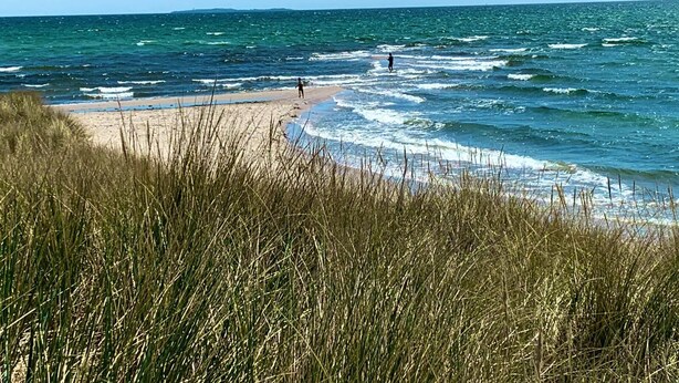 A beach with waves, a person walking, and tall grass in the foreground.