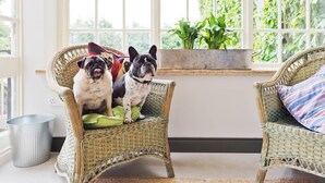 Two dogs sitting on wicker chairs in a bright room with large windows and a plant in the background. - The Manor Suite at Moyglare Manor (Maynooth)