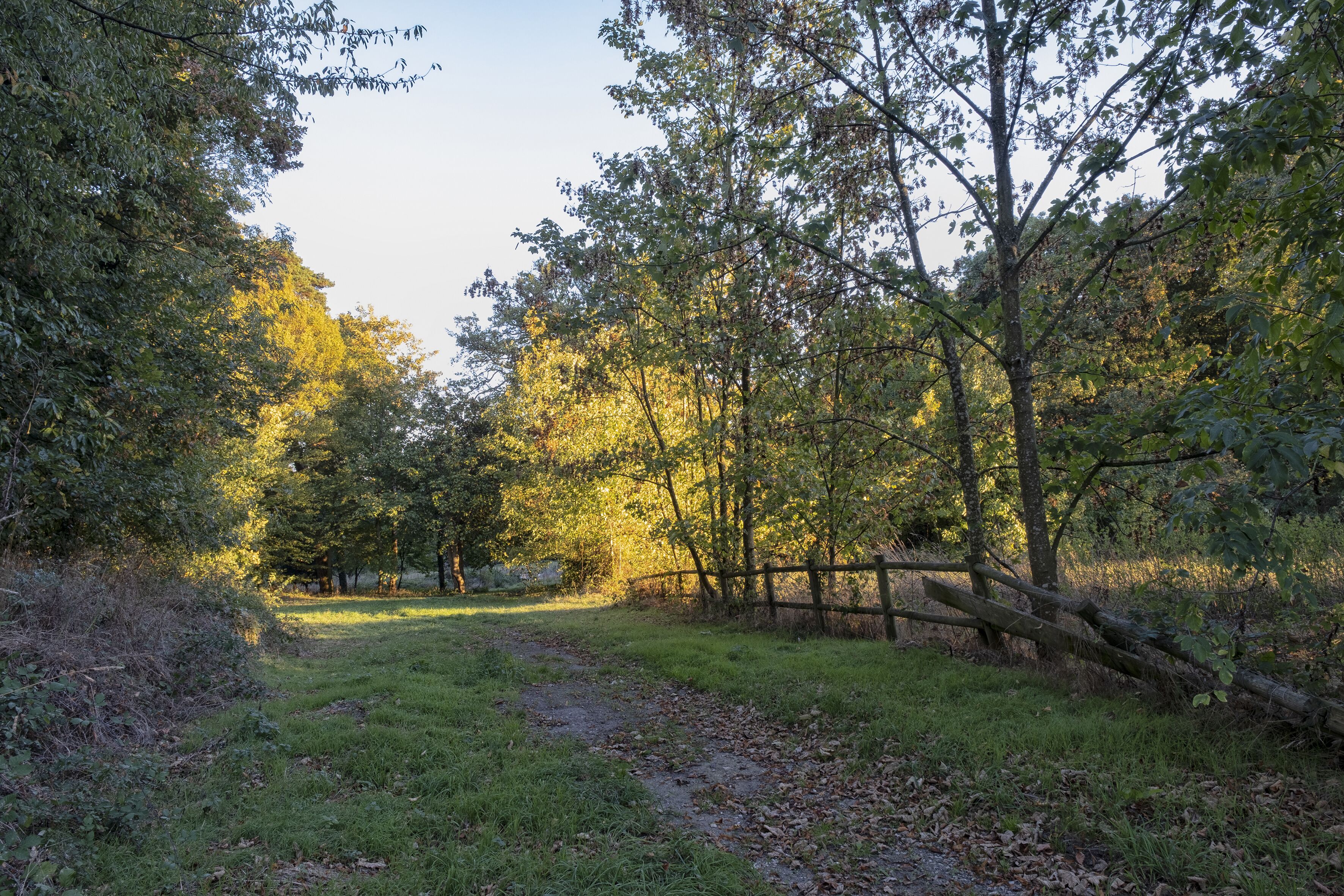 A forested area with a dirt path, trees, and a fallen log.