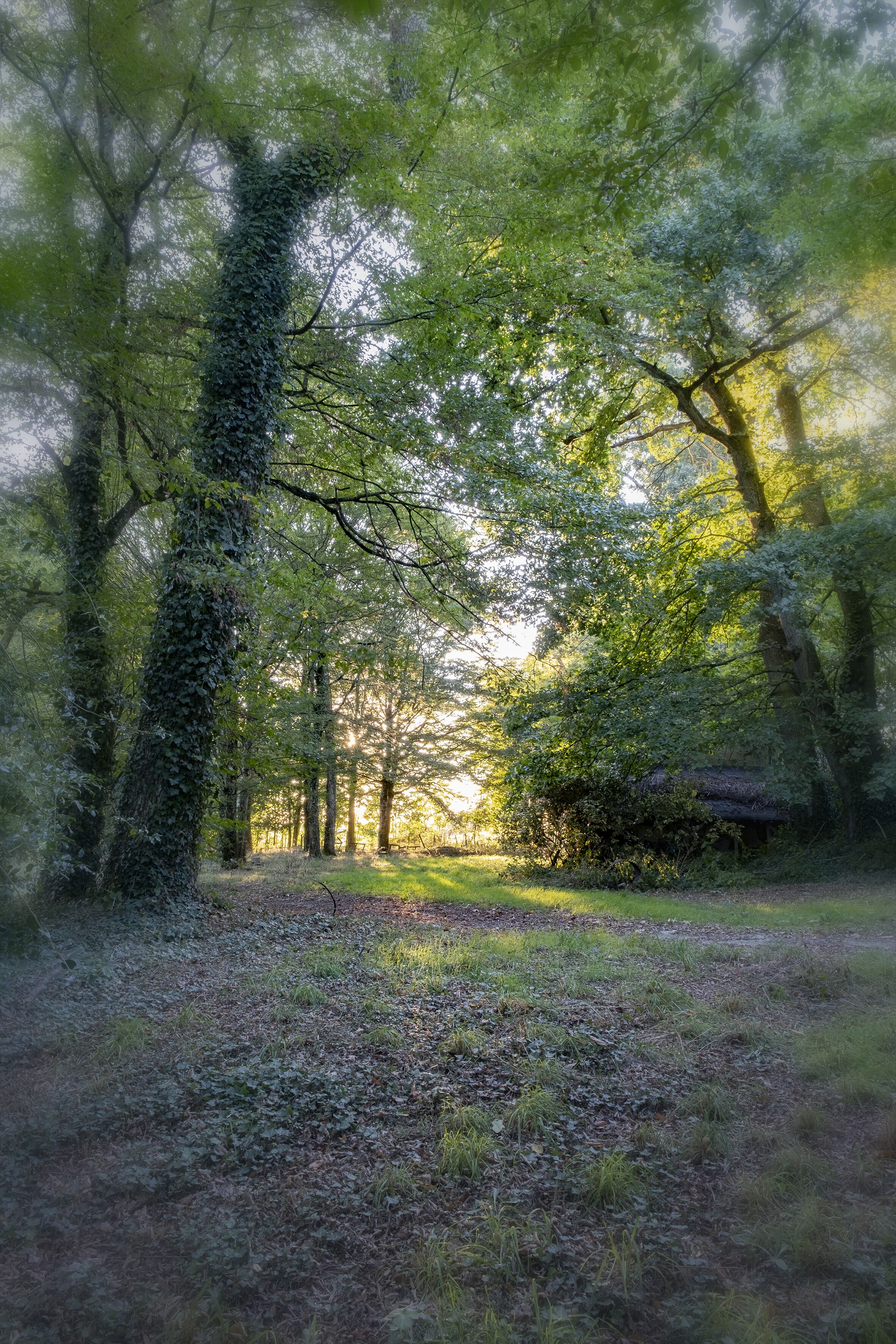 Escena de un bosque con vegetación densa y un sendero que lo atraviesa.