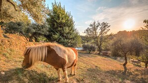 Un cheval broute dans un champ herbeux, avec des arbres et un bâtiment en arrière-plan.