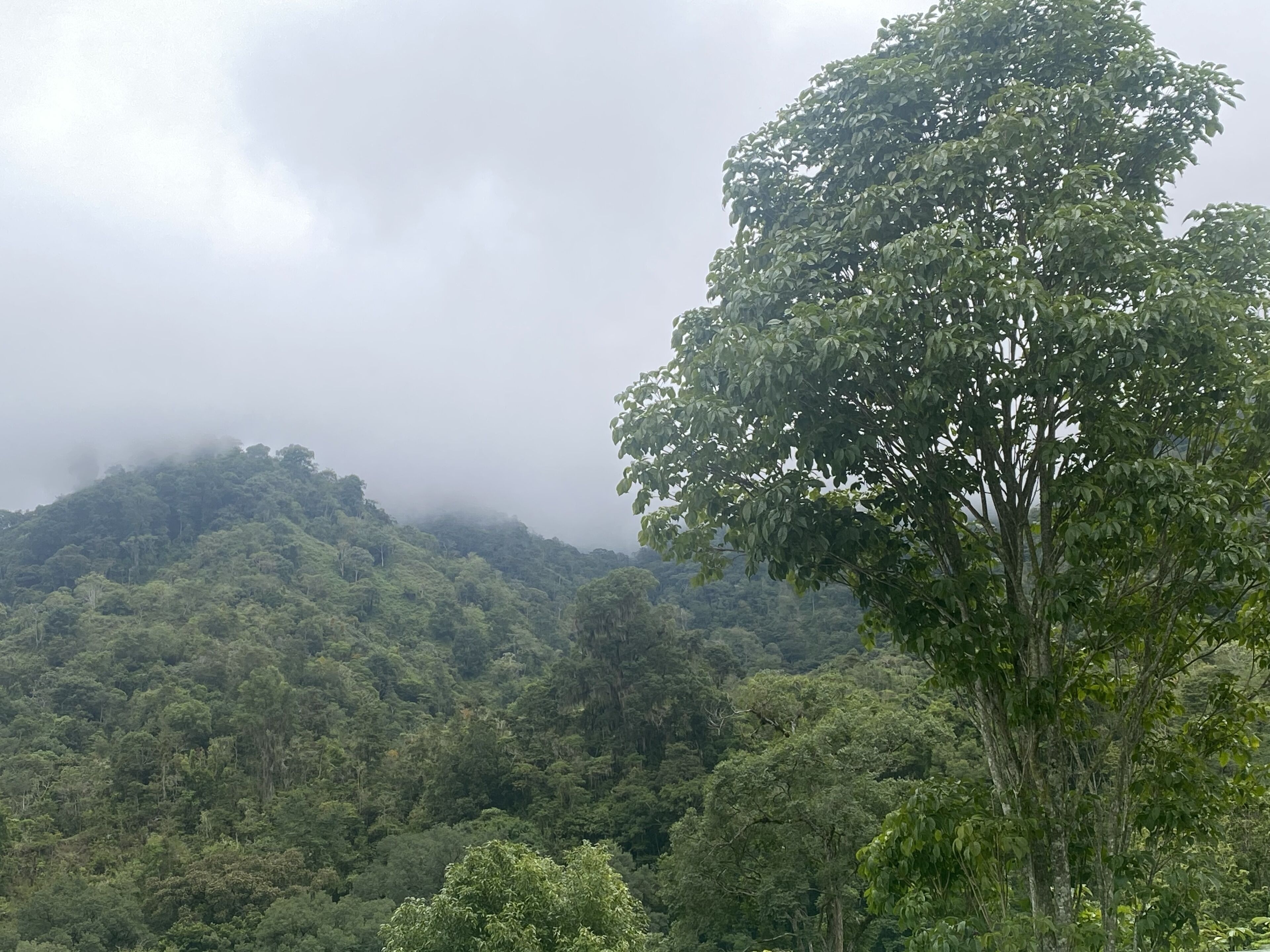 Une montagne densément boisée, avec un arbre imposant au premier plan.