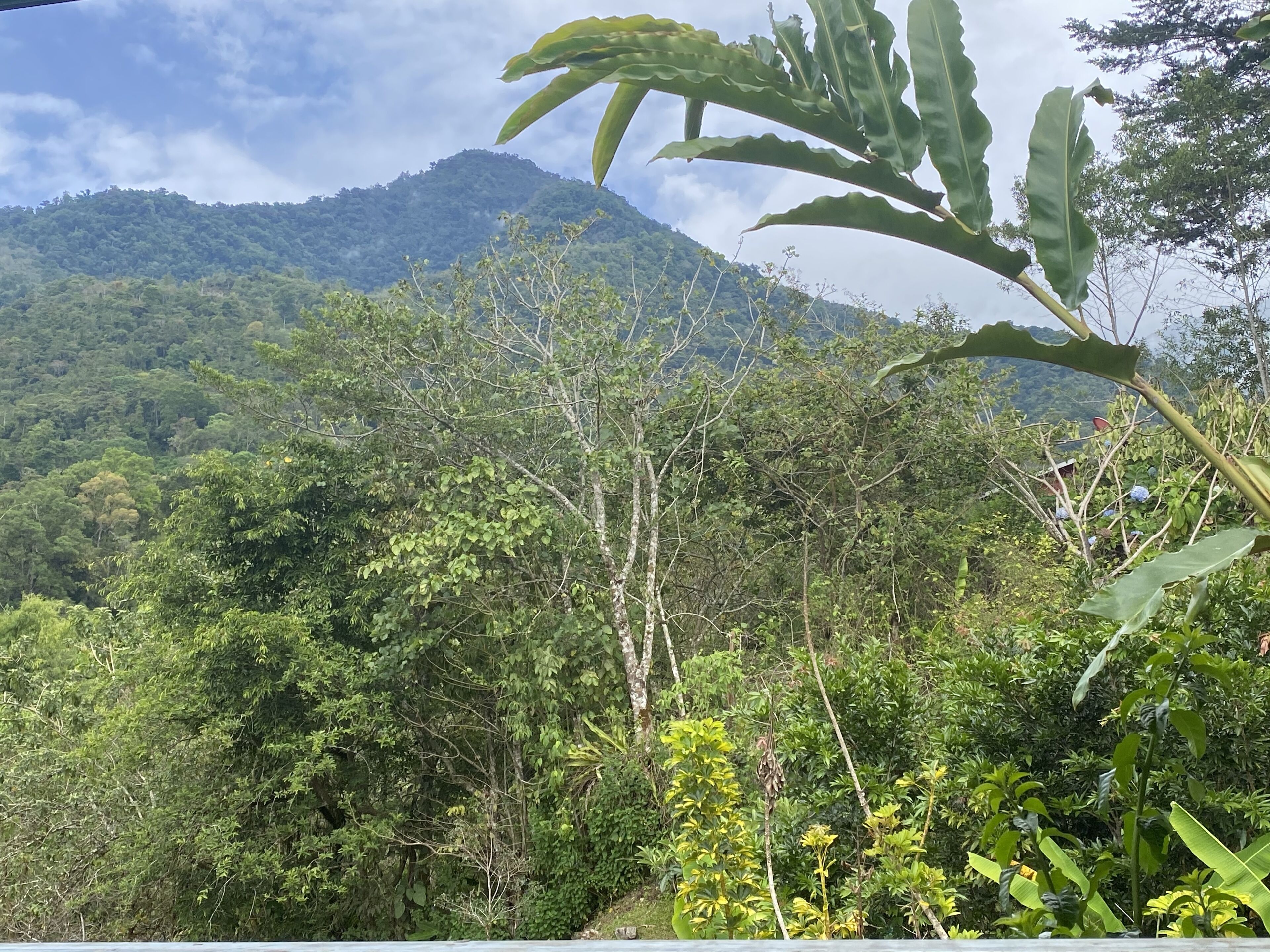 Un paisaje verde exuberante con follaje denso y una montaña al fondo.