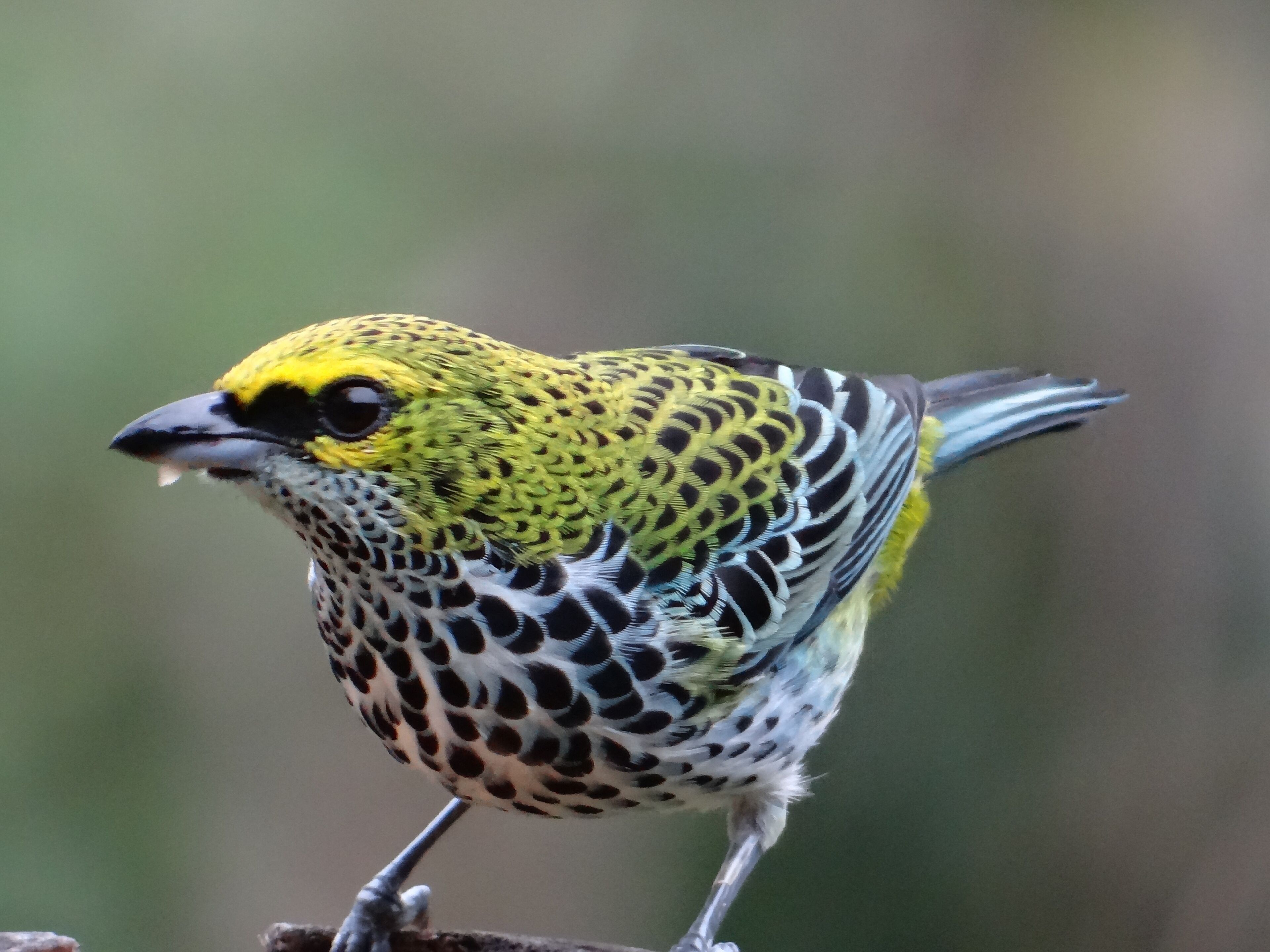 A bird with yellow and black plumage perched on a branch.