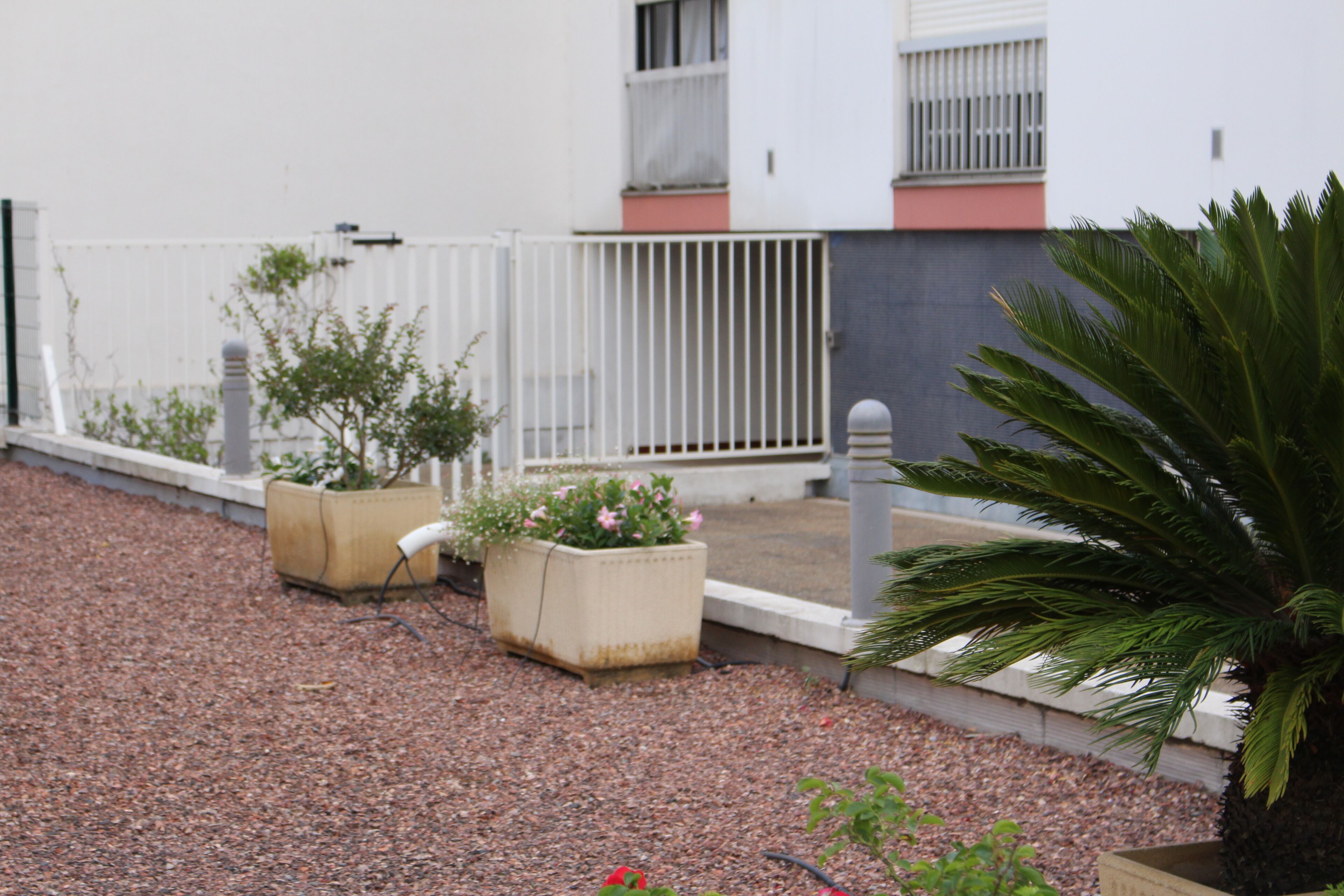 Un patio con plantas en macetas y una palmera.