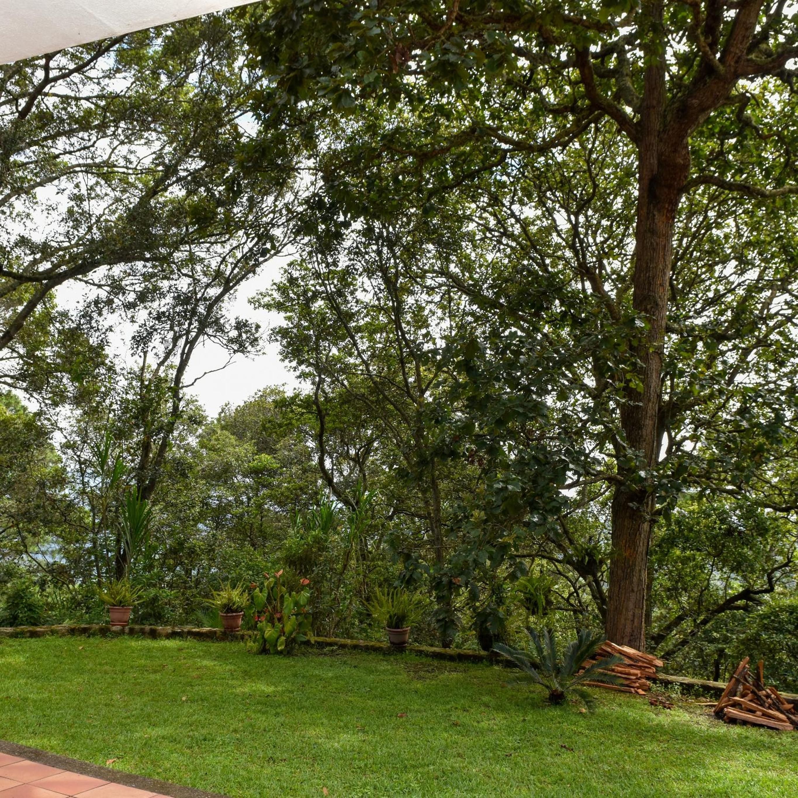 Un jardín con un árbol grande, césped y diversas plantas.
