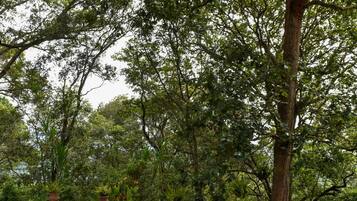 Un jardín con un árbol grande, césped y diversas plantas.