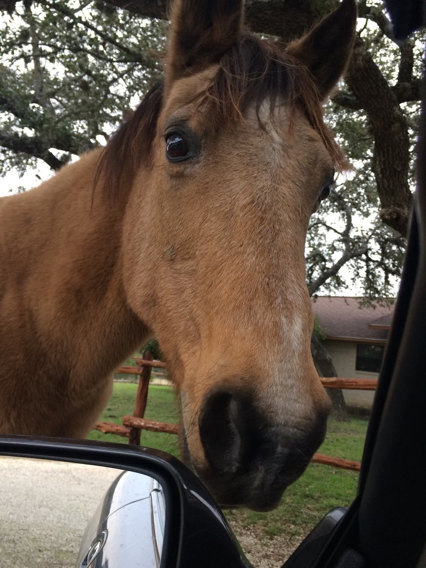 A close-up of a horse's head.