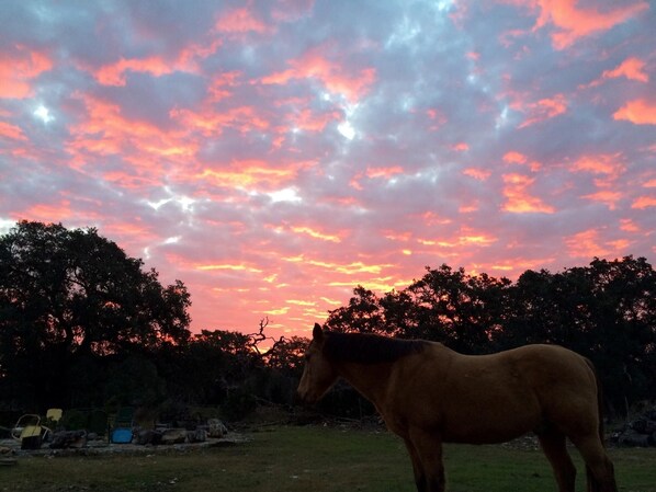 A horse in a grassy field with a sunset sky.