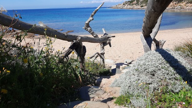 Une plage avec un arbre abattu, des rochers et une végétation clairsemée.