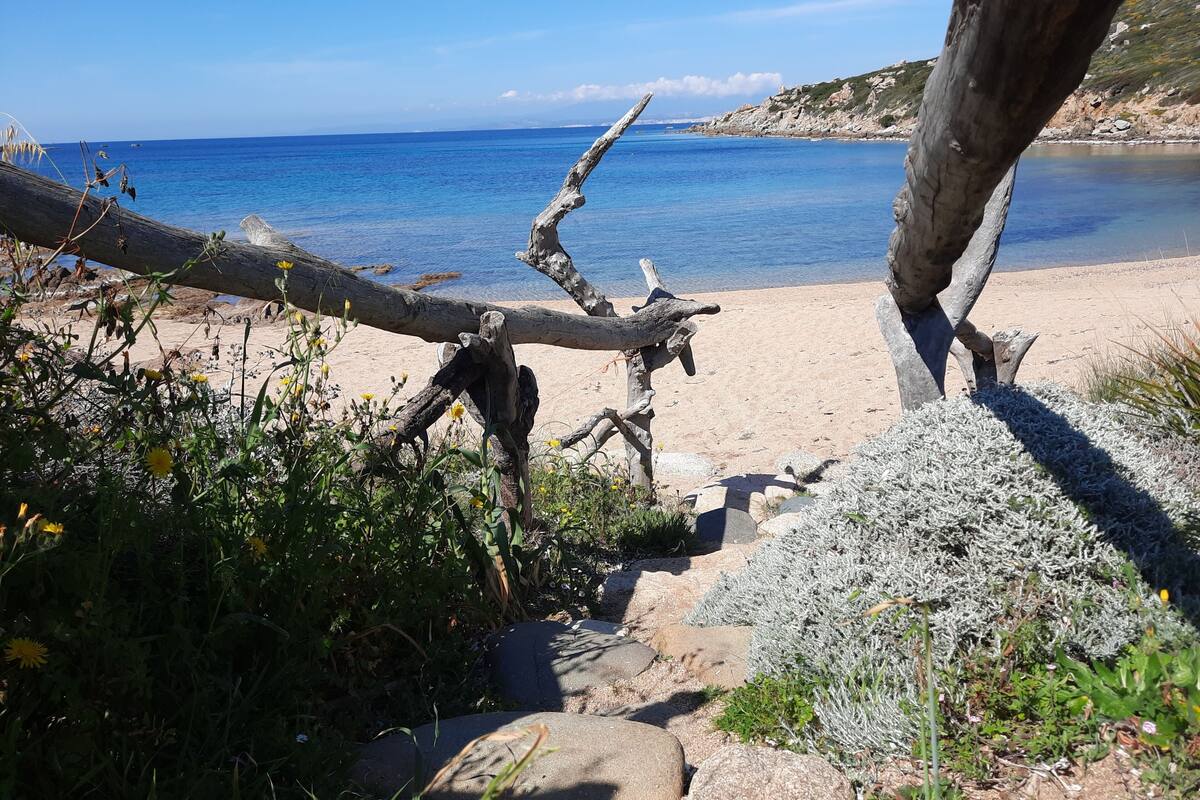 Ein Strand mit einem umgestürzten Baum, Felsen und vereinzelter Vegetation.