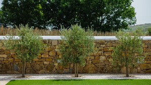 Una hilera de olivos plantados contra un muro de piedra, con un área verde en primer plano y un árbol grande al fondo.