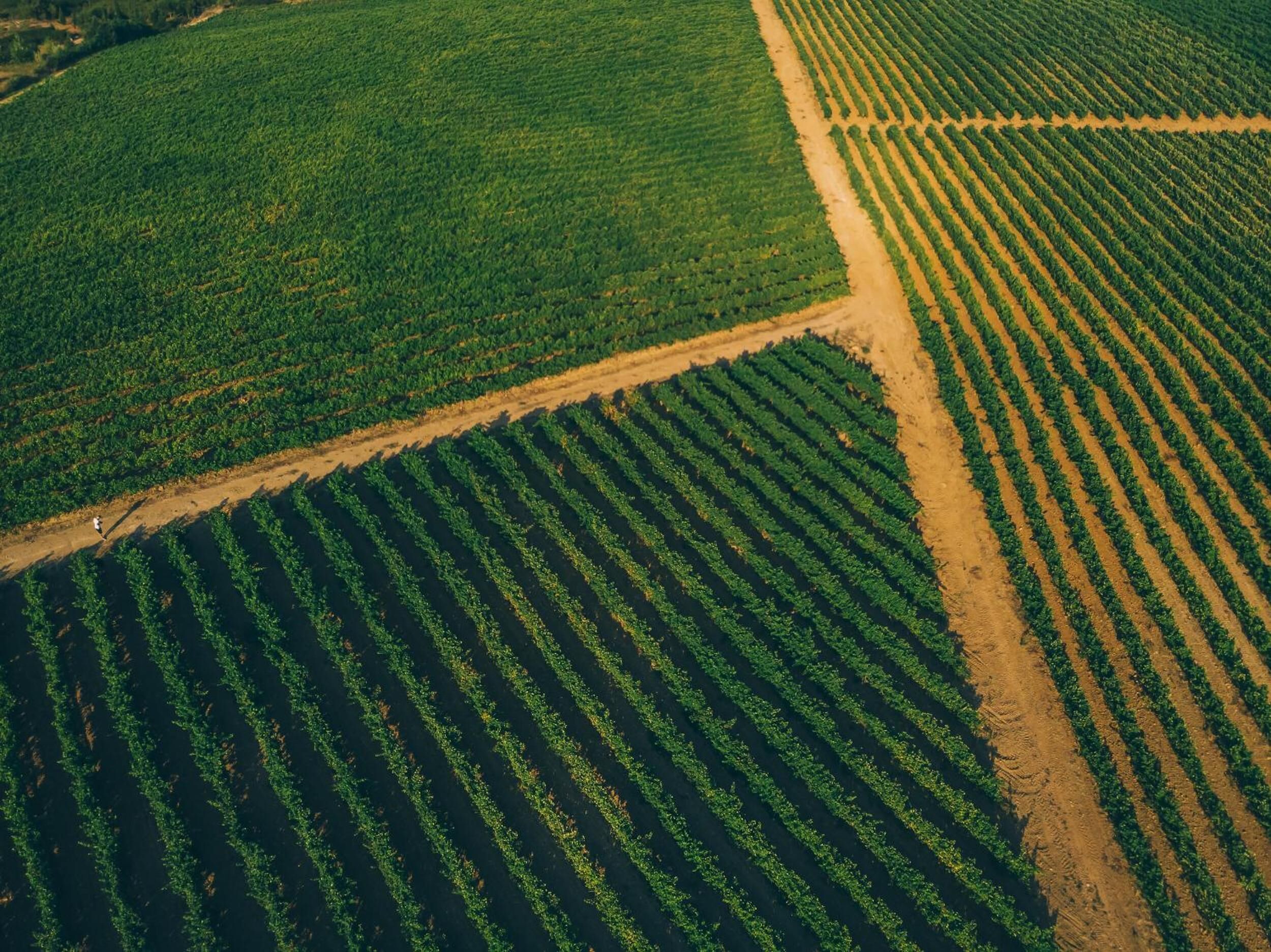Vue aérienne d’un vaste champ agricole, avec des rangées de cultures et un chemin de terre.