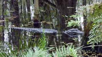 Un área pantanosa con un caimán grande en el agua, rodeada de árboles y helechos.