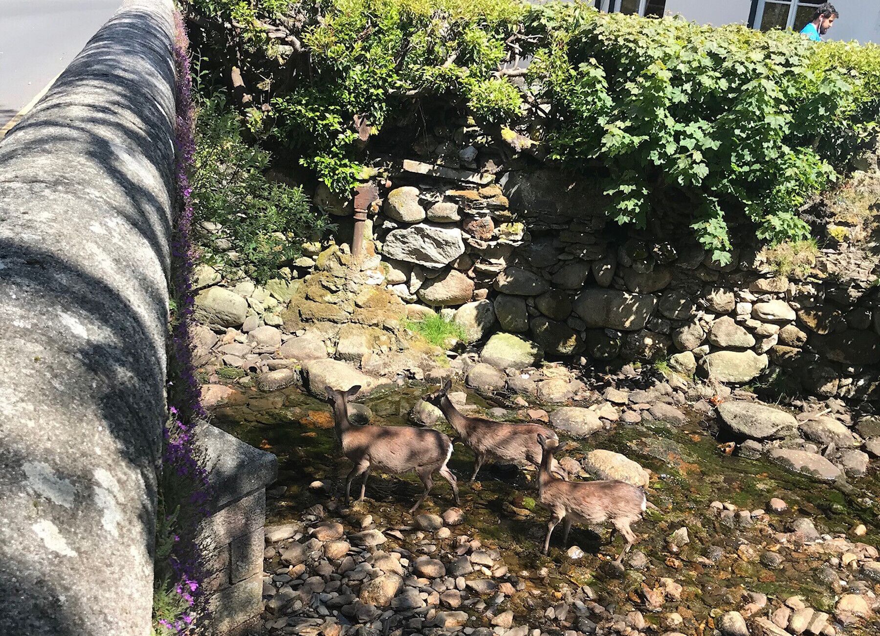 A stone wall with vegetation and a stream.