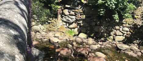 A stone wall with vegetation and a stream.