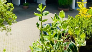 A courtyard with two-story buildings, potted plants, and a clear sky. - K357 - Monteurhotel Ostsee Lounge (Ratekau)