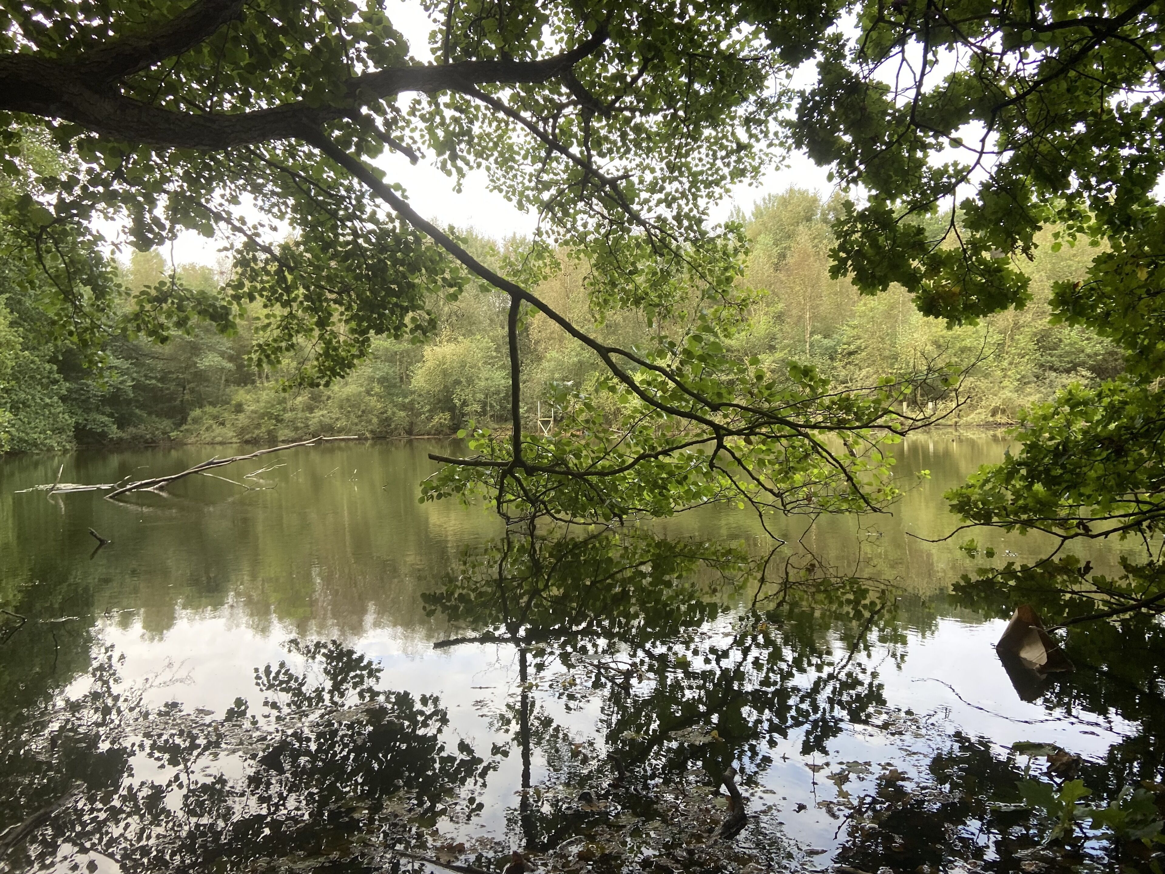 Un lac paisible, entouré d’une végétation luxuriante et d’arbres.