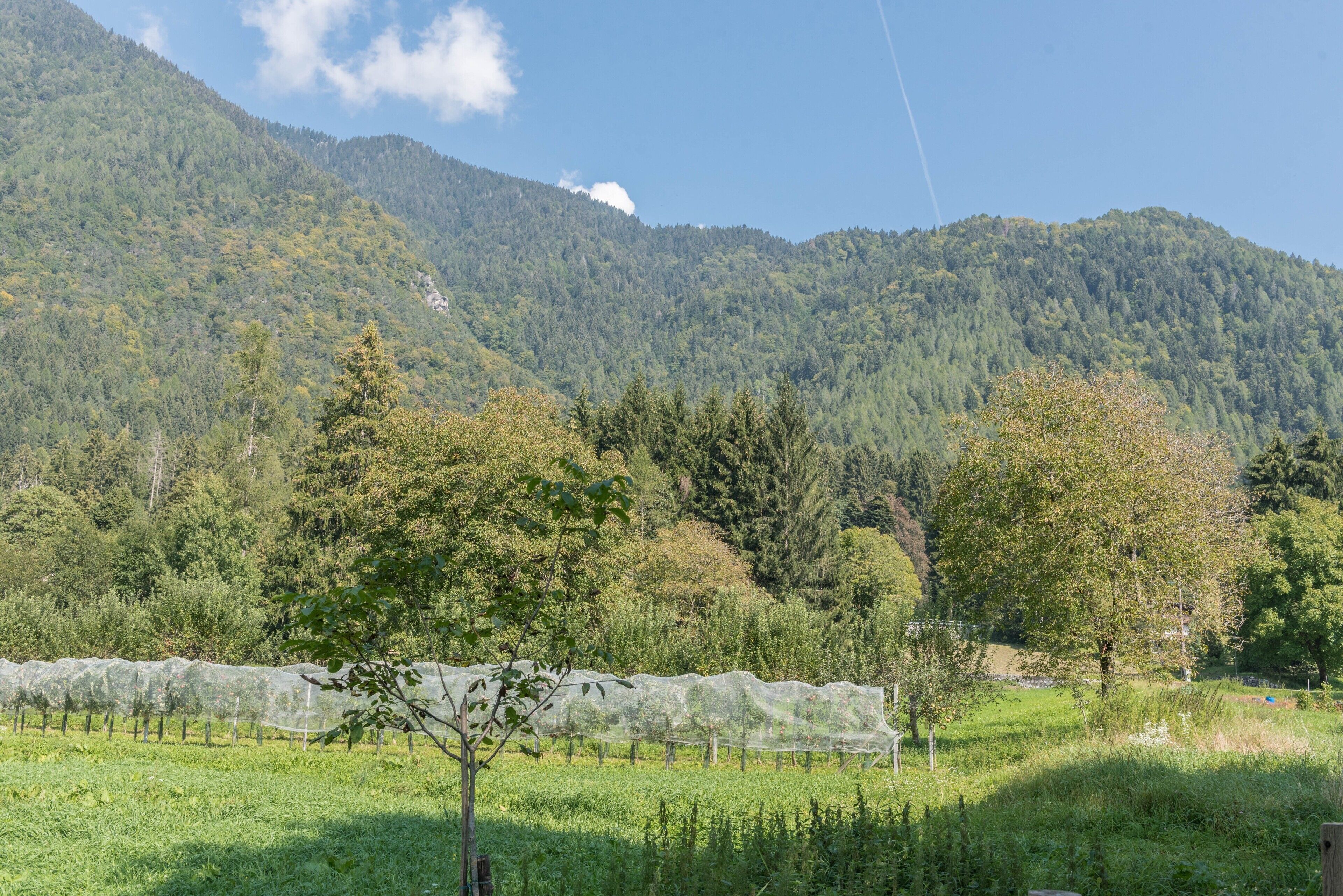 A mountainous landscape with a clear sky, a forested hill, and a field with a fence.