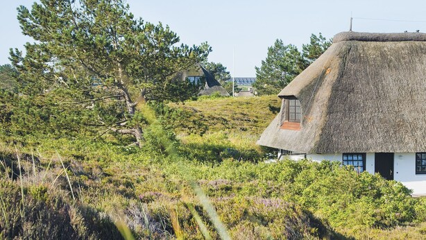A thatched-roof house surrounded by greenery and trees. - Uhlenhof E from A&M - Uhlenhof E (Kampen (Sylt))